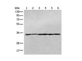 PITPNB Polyclonal Antibody