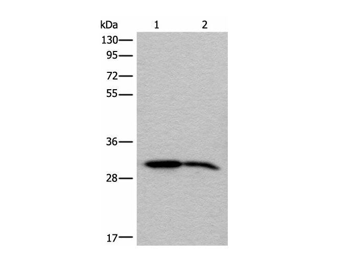 IMPA1 Polyclonal Antibody