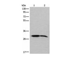 IMPA1 Polyclonal Antibody