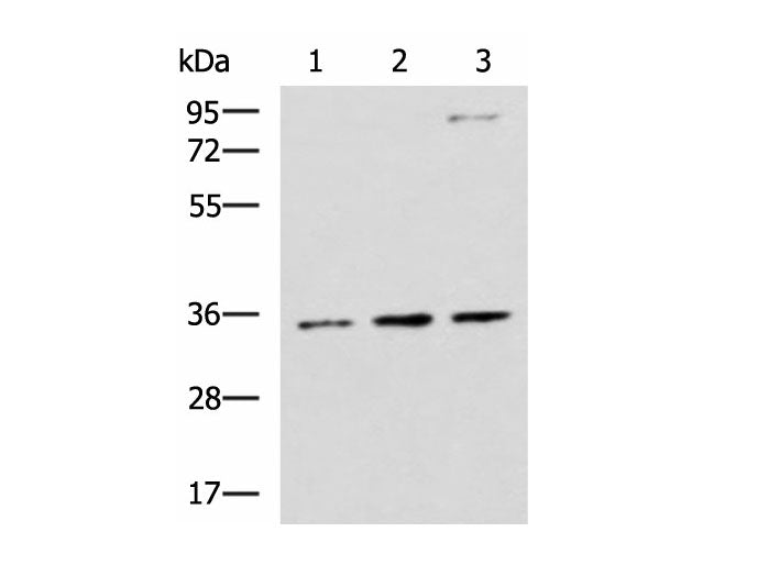 STX5 Polyclonal Antibody