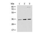 STX5 Polyclonal Antibody