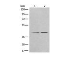 TMEM248 Polyclonal Antibody