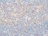 SMS Polyclonal Antibody Reactivity Human