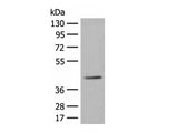 ERGIC3 Polyclonal Antibody