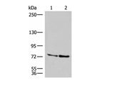 DNAJC14 Polyclonal Antibody Reactivity Human