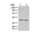 ILKAP Polyclonal Antibody Reactivity Human