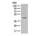 OLA1 Polyclonal Antibody Reactivity Human