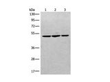 RPL3 Polyclonal Antibody Reactivity Human