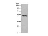 KLHDC2 Polyclonal Antibody Reactivity Human