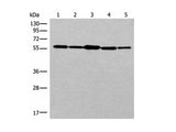 RAD23B Polyclonal Antibody Reactivity Human