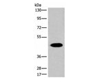 FAH Polyclonal Antibody