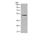SPOCK3 Polyclonal Antibody Reactivity Human