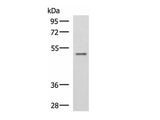 GRWD1 Polyclonal Antibody Reactivity Human