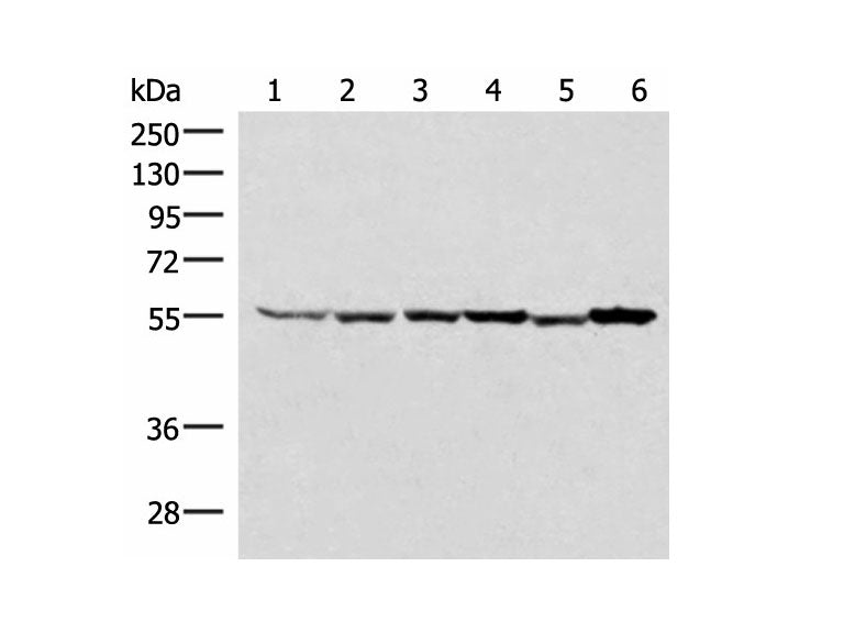 RUVBL1 Polyclonal Antibody Reactivity Human