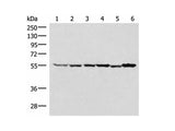 RUVBL1 Polyclonal Antibody Reactivity Human