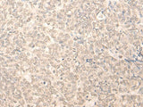 RUVBL2 Polyclonal Antibody Reactivity Human