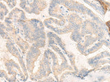 COG4 Polyclonal Antibody Reactivity Human