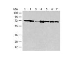 HSPA2 Polyclonal Antibody Reactivity Human