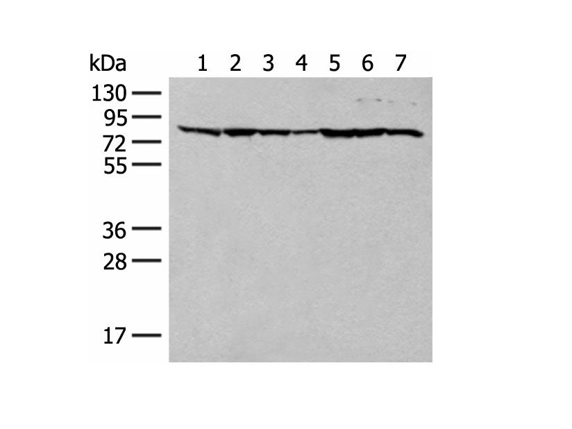 TUBGCP4 Polyclonal Antibody