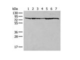 TUBGCP4 Polyclonal Antibody