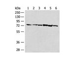 TCF25 Polyclonal Antibody Reactivity Human