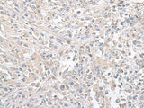 FXYD6 Polyclonal Antibody