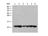 ATP5L Polyclonal Antibody Reactivity Human
