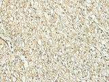 SPIRE1 Polyclonal Antibody