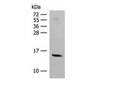 RPS12 Polyclonal Antibody Reactivity Human