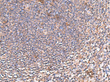 PDRG1 Polyclonal Antibody Reactivity Human