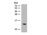 HBG1/HBG2 Polyclonal Antibody Reactivity Human