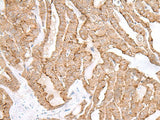 MAGOHB Polyclonal Antibody Reactivity Human