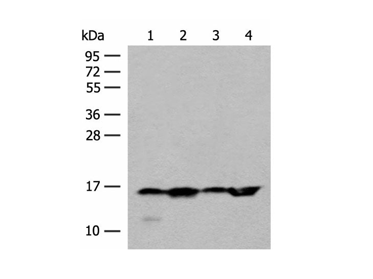 MAGOHB Polyclonal Antibody Reactivity Human
