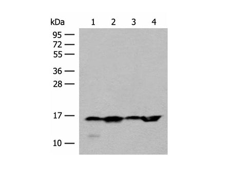 MAGOHB Polyclonal Antibody Reactivity Human
