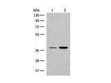 MRM1 Polyclonal Antibody Reactivity Human