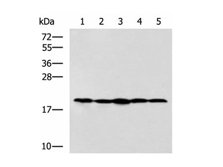 RPS11 Polyclonal Antibody, Biomarkers, Elabscience Biotechnology, MSE Supplies