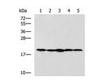 RPS11 Polyclonal Antibody, Biomarkers, Elabscience Biotechnology, MSE Supplies