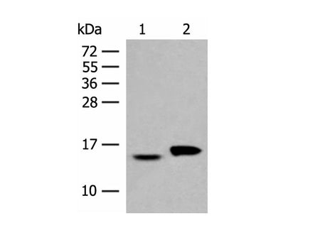 ISG15 Polyclonal Antibody