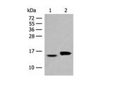 ISG15 Polyclonal Antibody