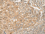 ISCU Polyclonal Antibody Reactivity Human