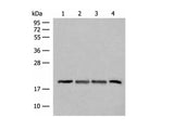 SEC11A Polyclonal Antibody