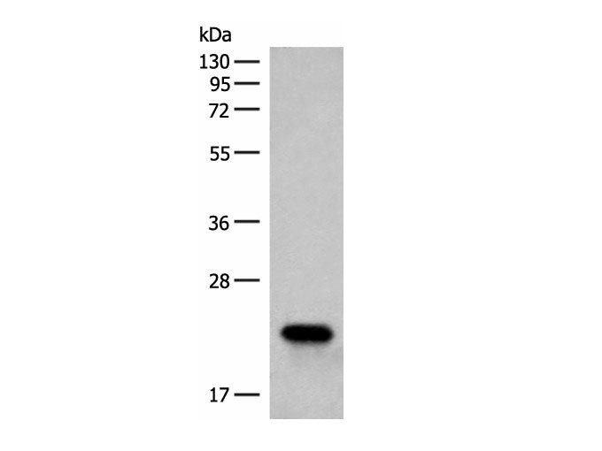 RAC3 Polyclonal Antibody Reactivity Human