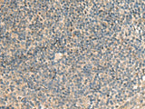 POFUT1 Polyclonal Antibody Reactivity Human