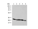 CD48 Polyclonal Antibody Reactivity Human