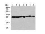 PSMA3 Polyclonal Antibody Reactivity Human
