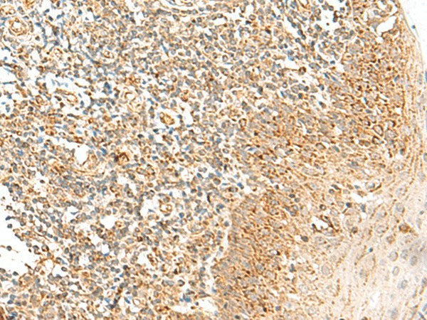 MRPS18B Polyclonal Antibody Reactivity Human