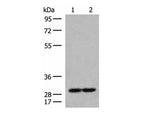 MRPS18B Polyclonal Antibody Reactivity Human