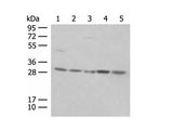PSMA4 Polyclonal Antibody Reactivity Human