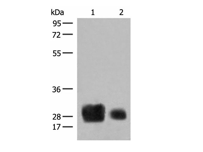 HLA-DRB1 Polyclonal Antibody Reactivity Human
