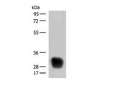 HLA-DRB4 Polyclonal Antibody Reactivity Human